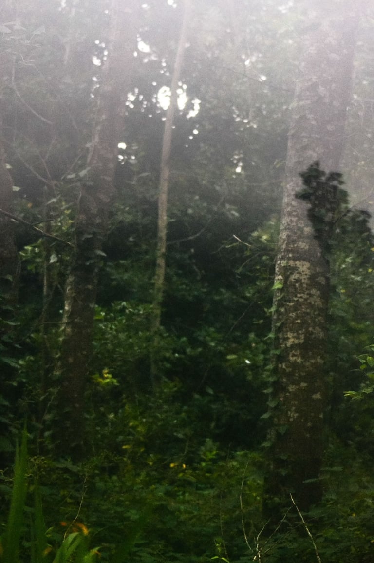fotografia de bosque localizada en mar de cobos