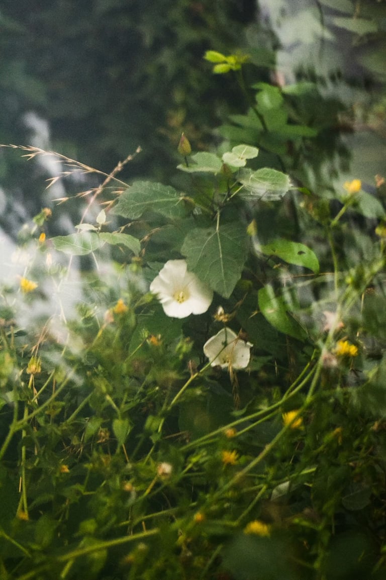 a white flower in the middle of a field