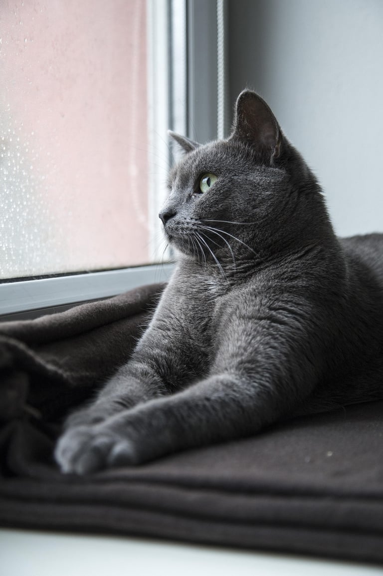 Gray cat with green eyes looking out of a window.