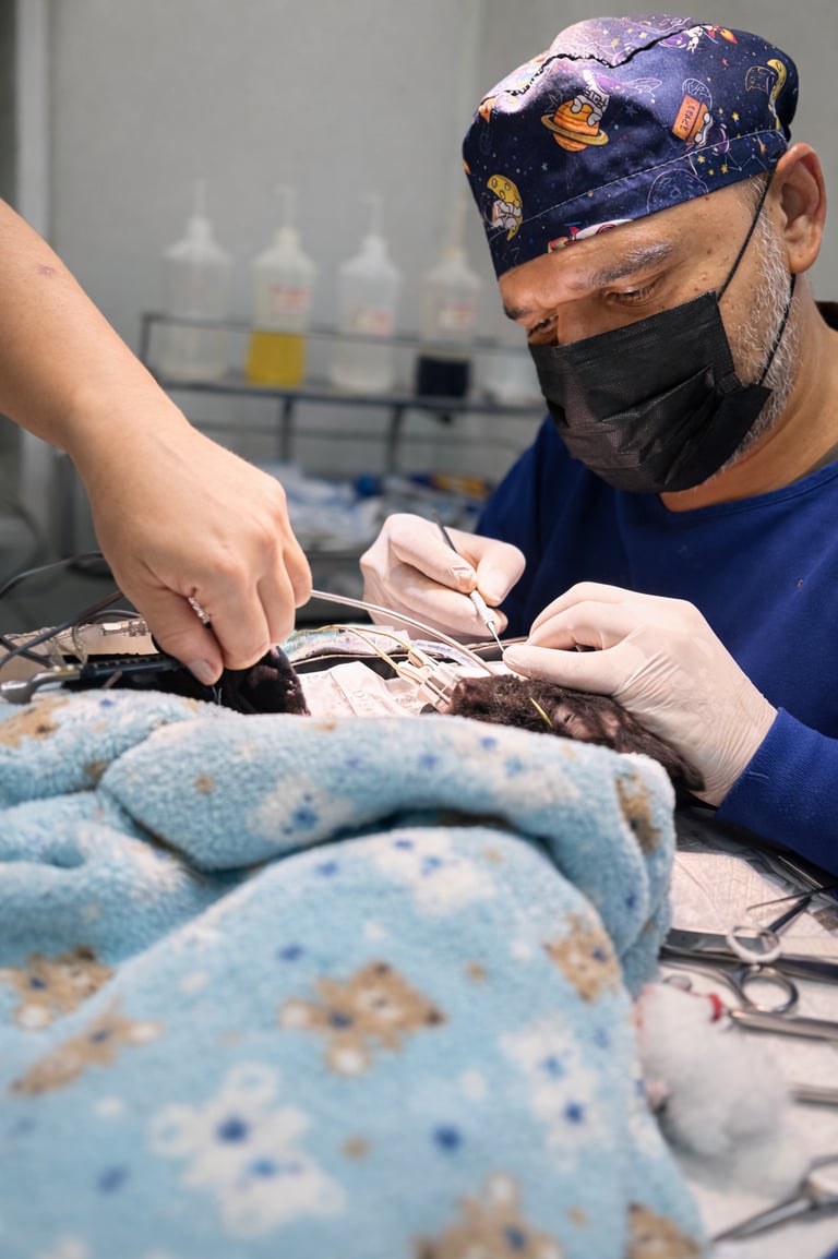 Dentista de gatos manaus