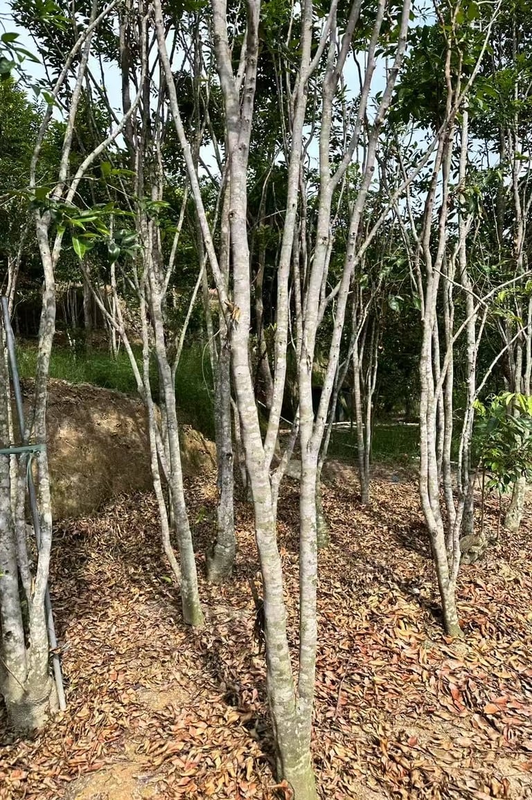 Aquilaria sinensis