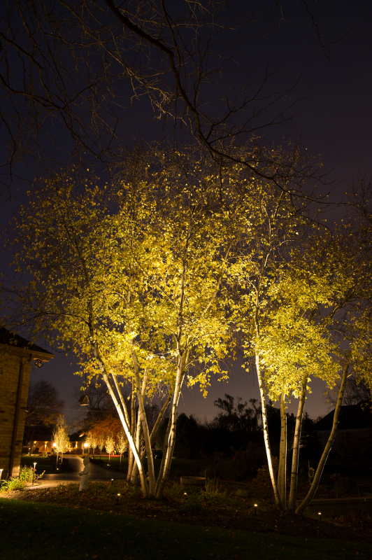 Backyard landscape lighting illuminating birch trees with golden autumn leaves at night.