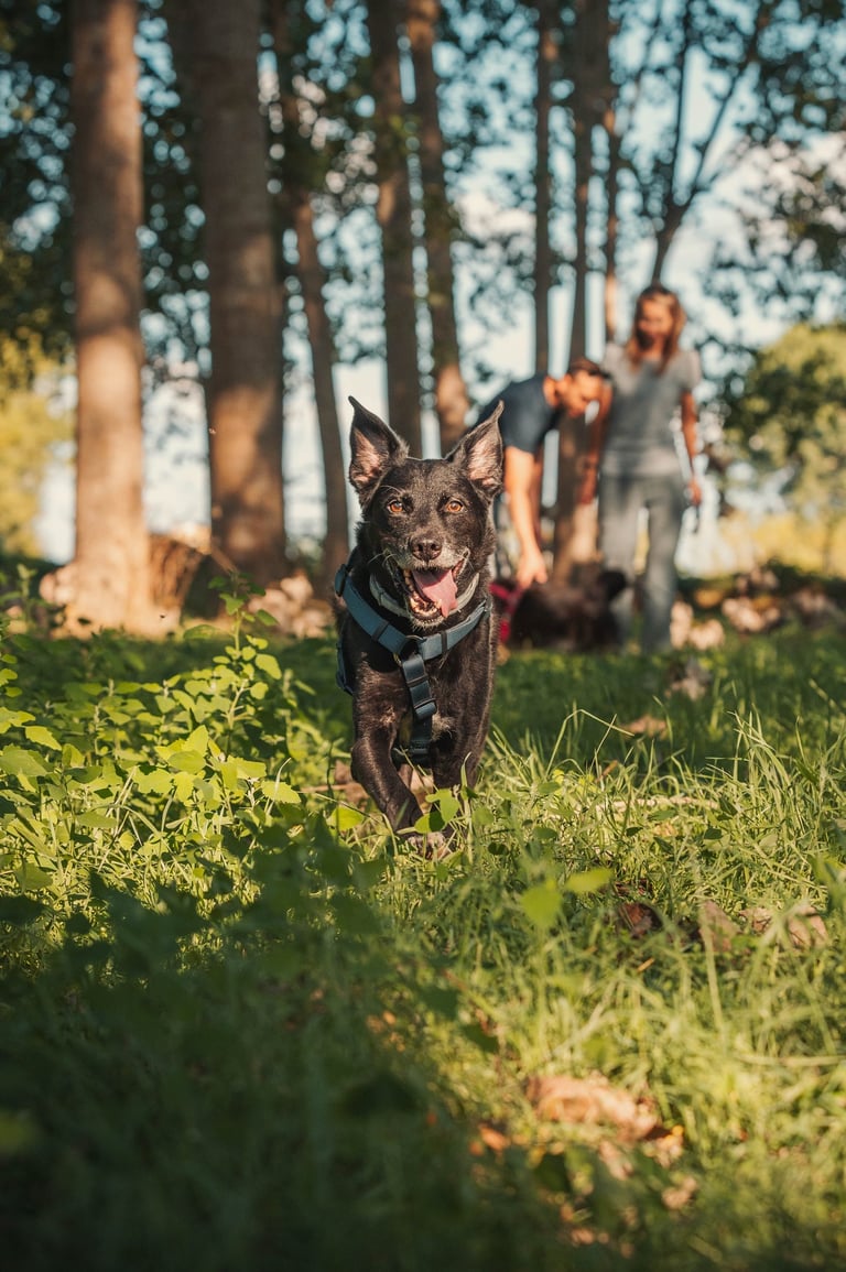 cane nero con la lingua di fuori che corre verso l'obiettivo