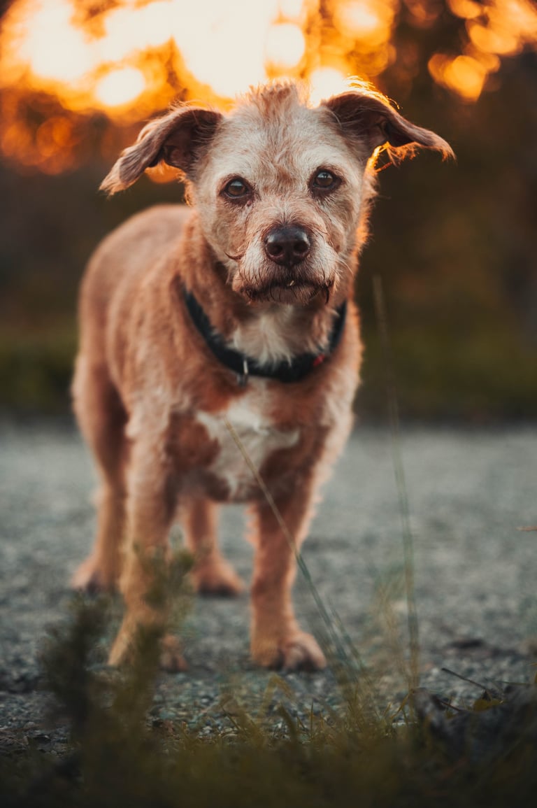 ritratto di cane anziano che guarda dritto nell'obiettivo