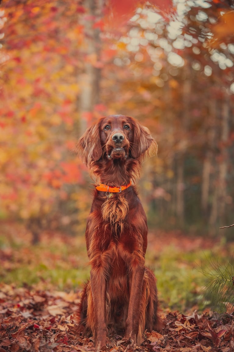 cane marrone seduto sulle zampe posteriori su un tappeto di foglie autunnali