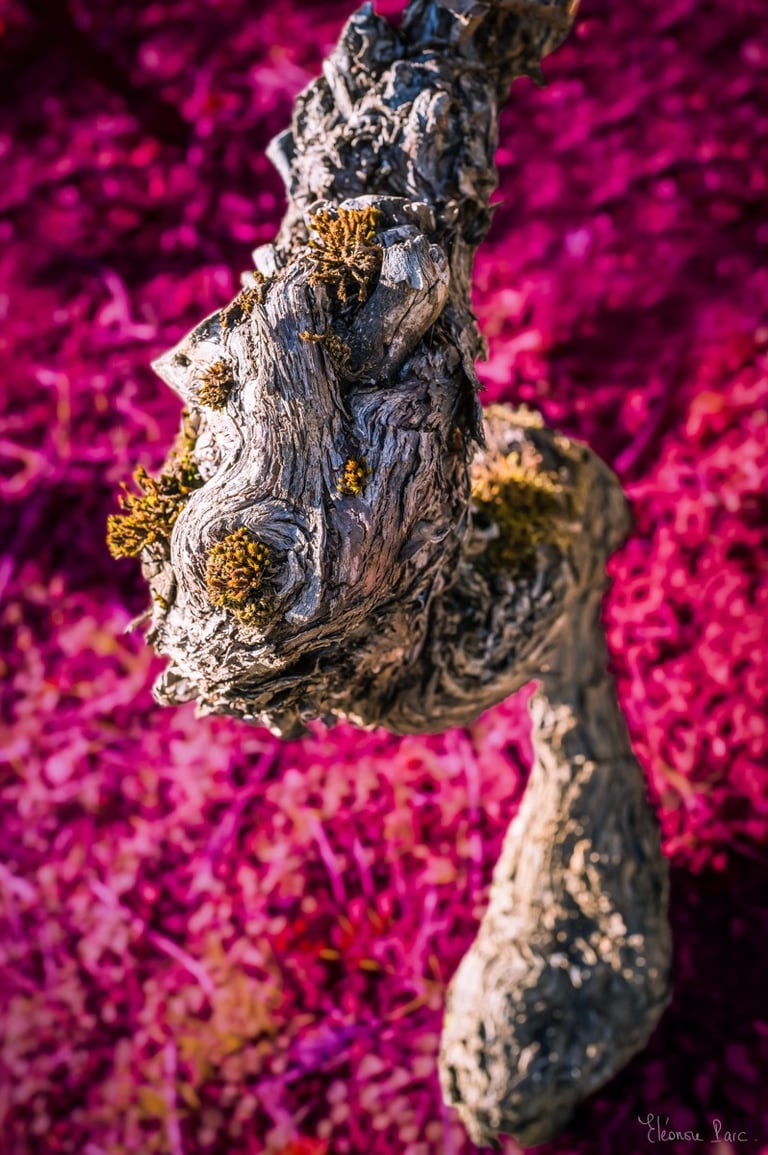 Cep ancien ressemblant à un visage, photographie artistique de vignes.