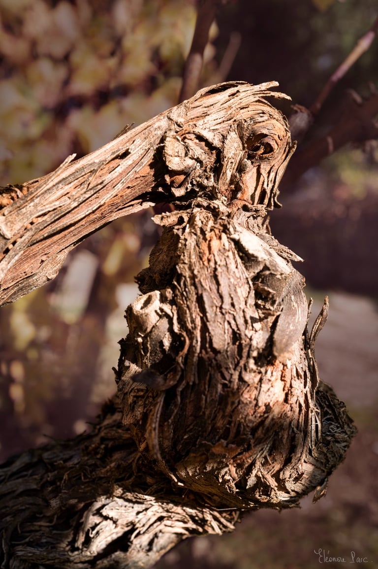 Vieille vigne torsadée en mouvement, photographie de vignes.