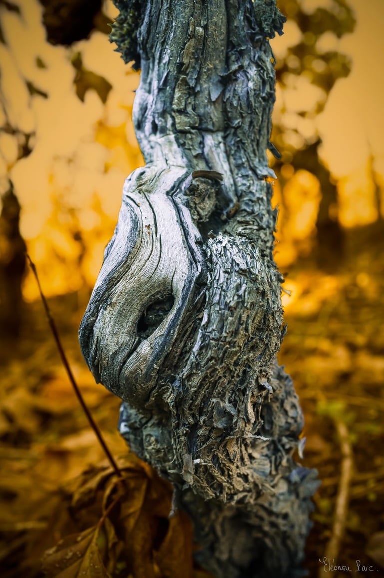 Photographie artistique de vieille vigne, texture expressive et colorée.