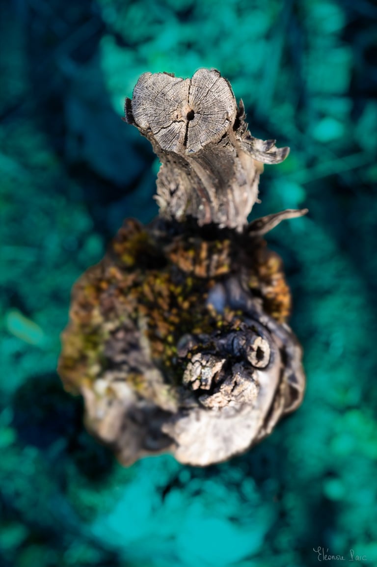 Cep ancien vu du dessus, sculpture naturelle de vigne.