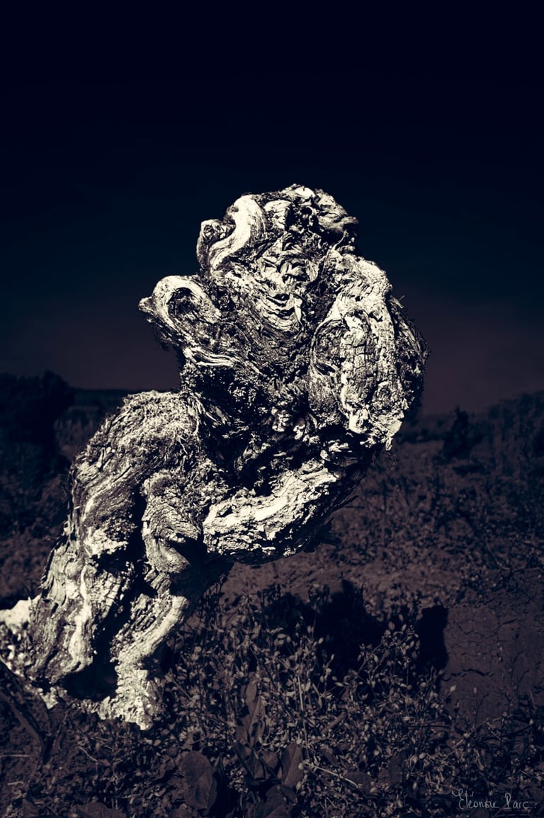 Cep de vigne ancien en posture dynamique, évoquant un personnage fantastique.