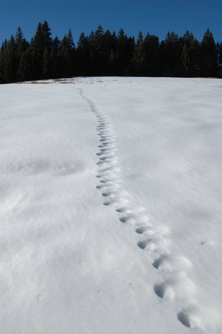 Crédits photos : Isabelle et Jean Dotter