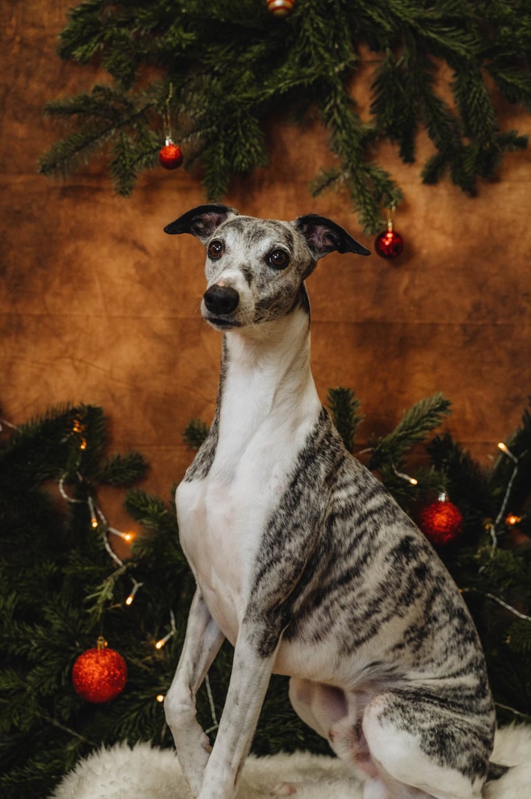 Lévrier whippet shooting photo de Noël