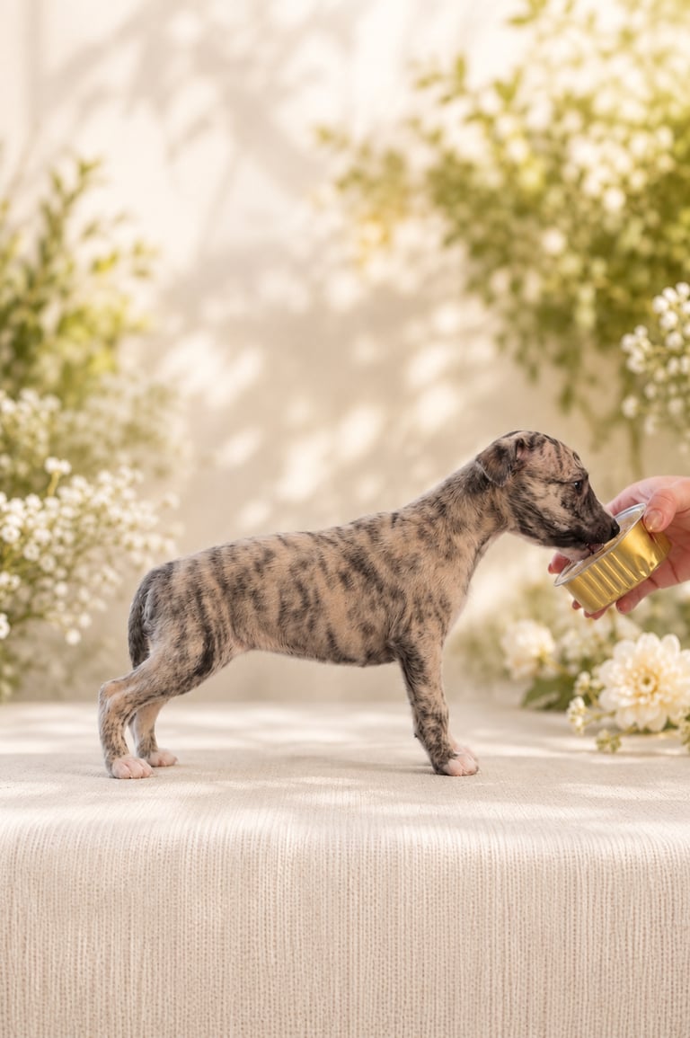 femelle whippet des rives de riss