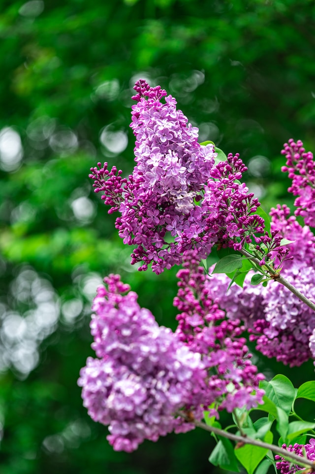 a bunch of pink and purple spring Lilac blooms on a stem