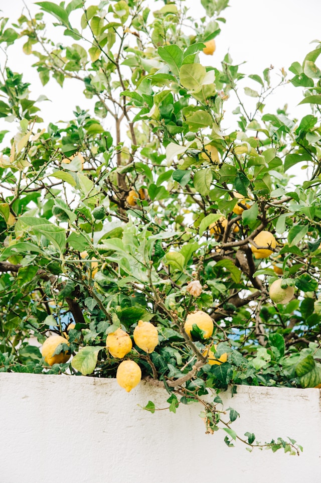 a big Lemon tree grown from seed