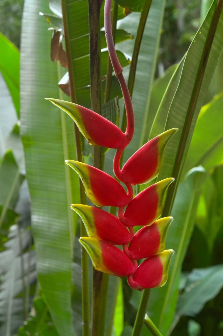 a red flower named Lobster Claws
