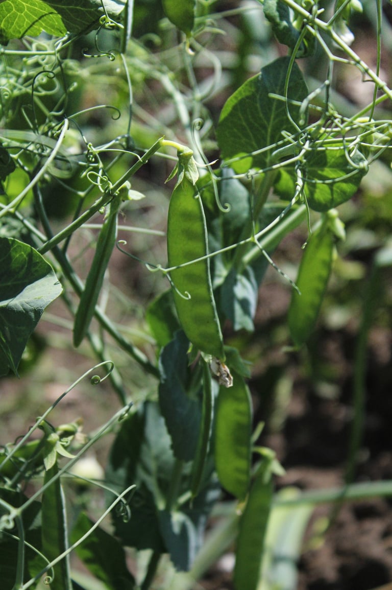 Peas