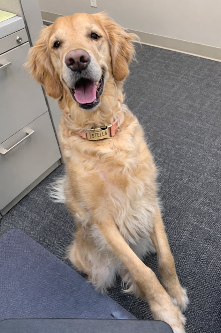 Happy Golden Retriever dog Stella with tongue out