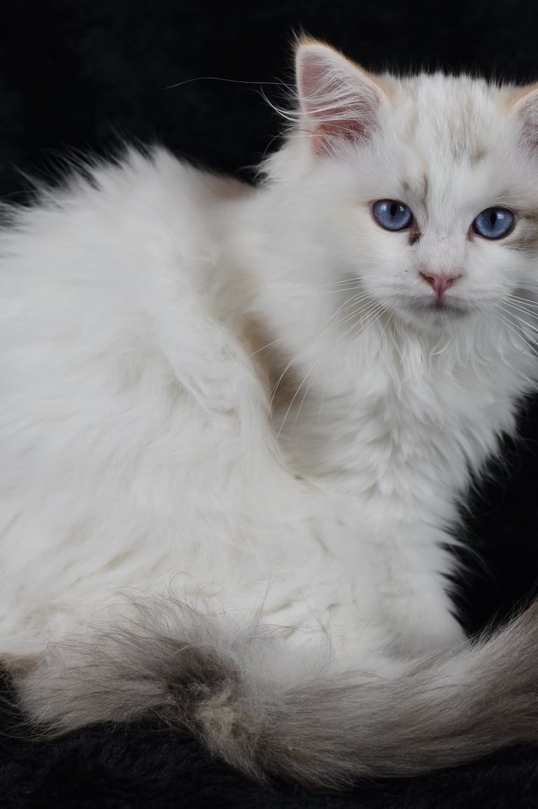 Zoélie des Dolls de Mitilo