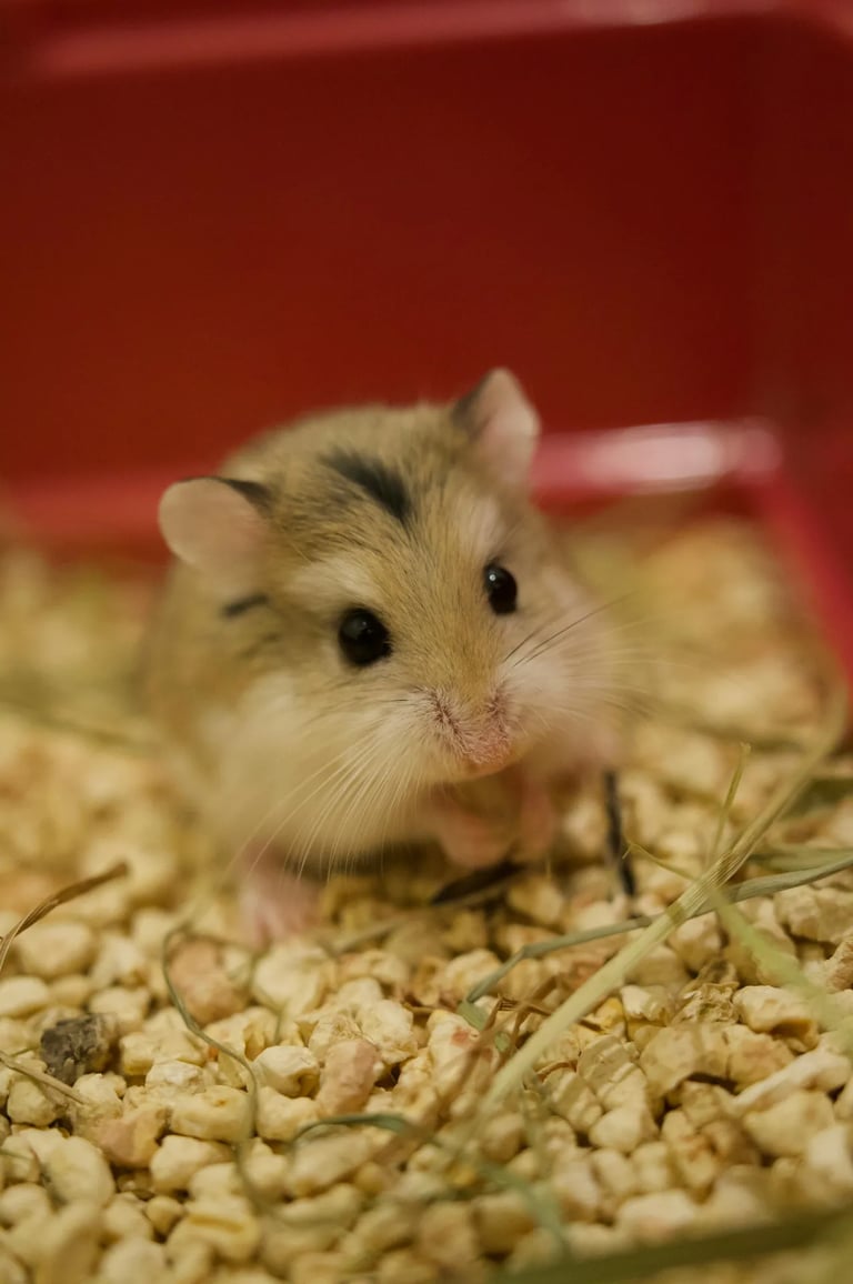 hamster représentant notre formule simple pour cage compacte