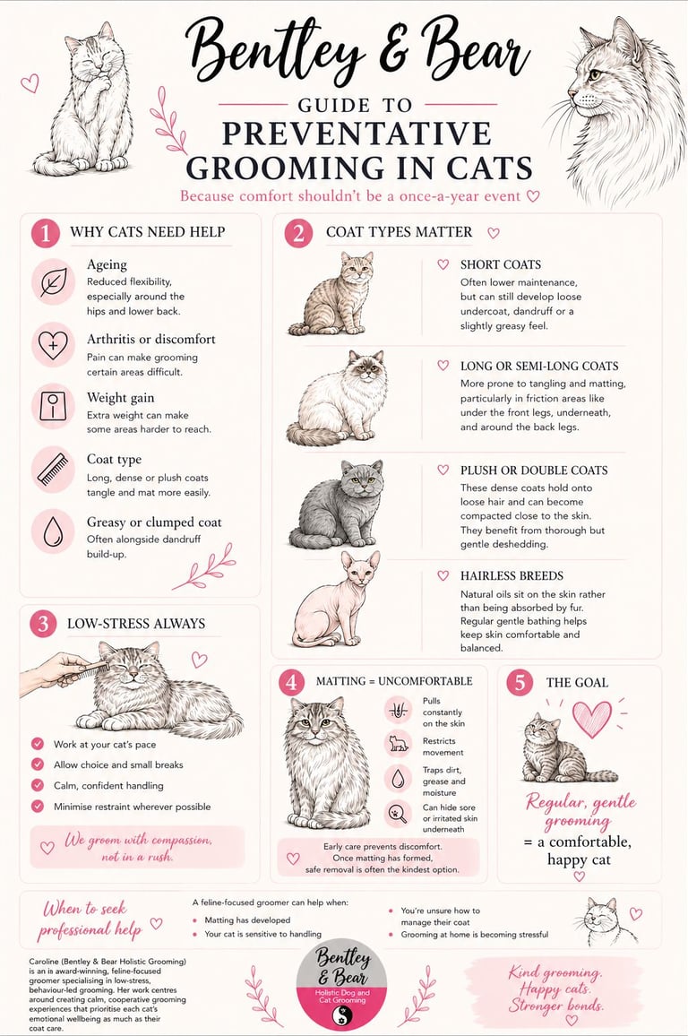 Bentley & Bear Preventative Grooming Guide in Cats