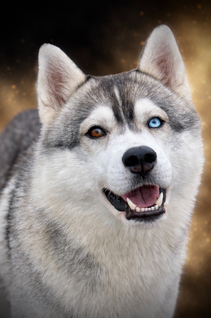 Husky-Erlebnisse, Husky-Ausfahrten, Husky-Trekkingtouren, Husky Abenteuer, Dietfurt, Bayern