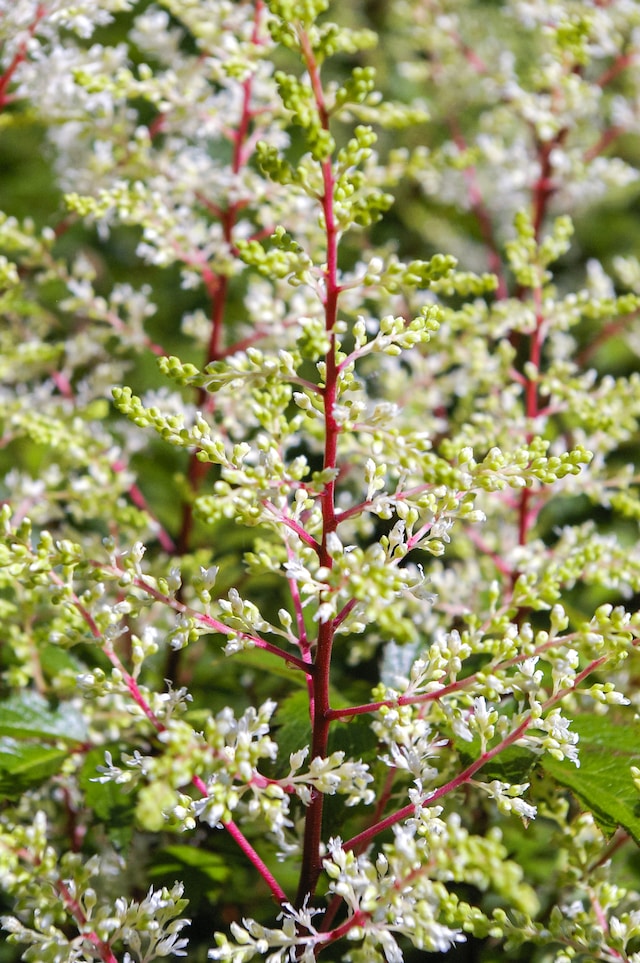 a white flowering Astilbe plant