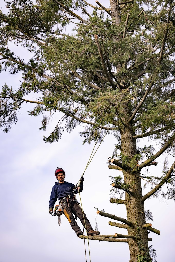 élagueur grimpeur encordé à la cime d'un arbre