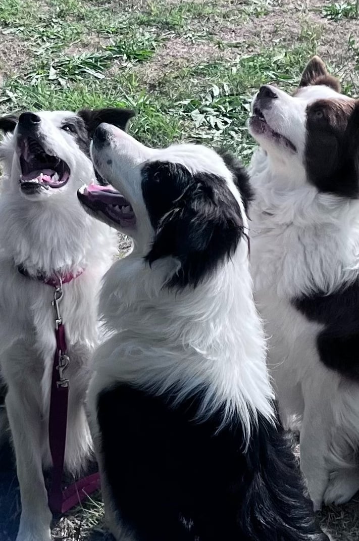 DOGGO természetes kutyarágó – prémium fogtisztító kutyáknak