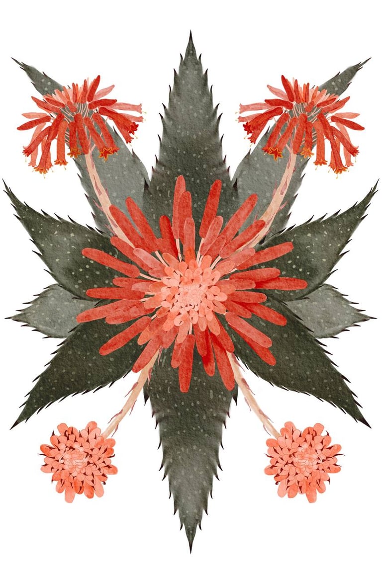 Aloe vera botanical illustration for natural brand packaging