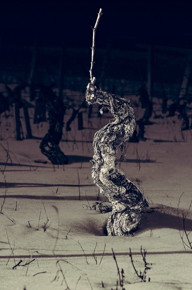 Vieux cep de vigne dressé, tronc noueux sculpté par le temps, photographie d’art