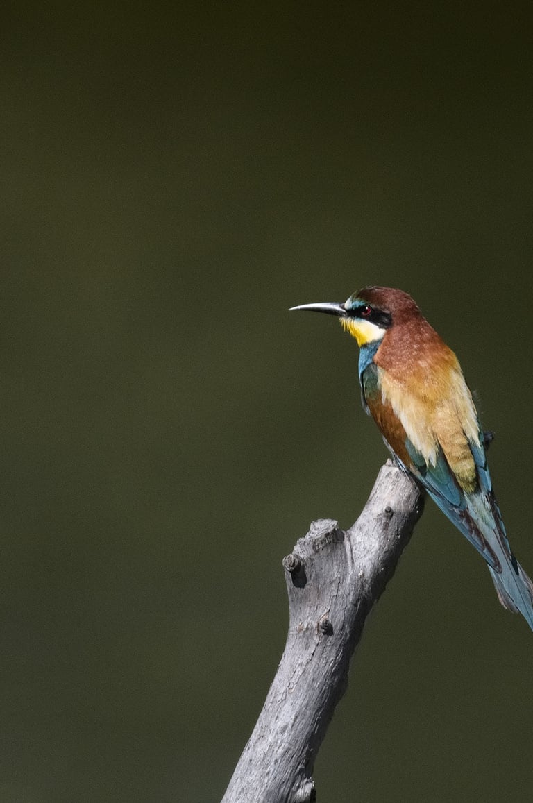A colorful European bee-eater bird perched on a dry tree branch against a dark background.