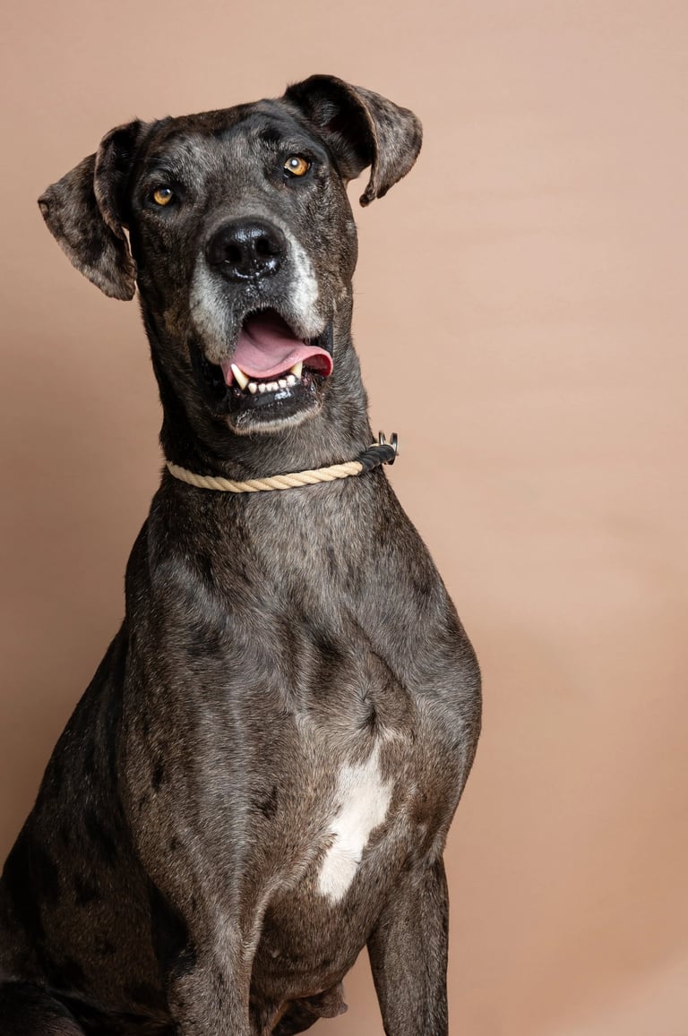 A brindle Great Dane dog with an open mouth and rope collar sitting against a tan background.