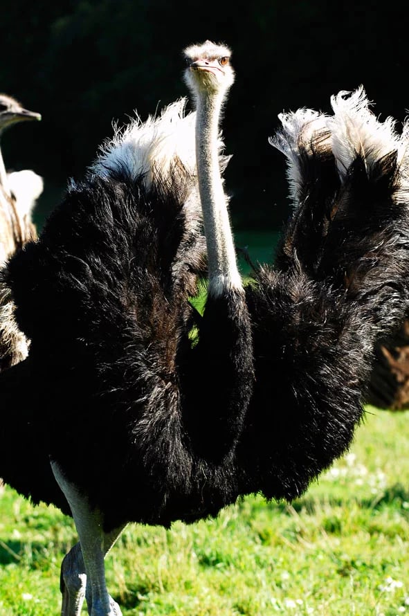 Ty Bayon - Activités pour vos P'tits Loups - La Ferme d’Autruches