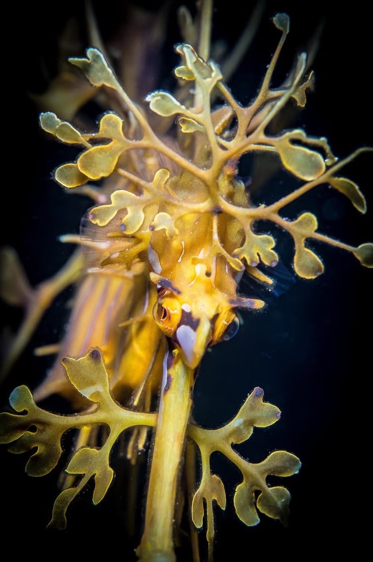 Leafy Seadragon