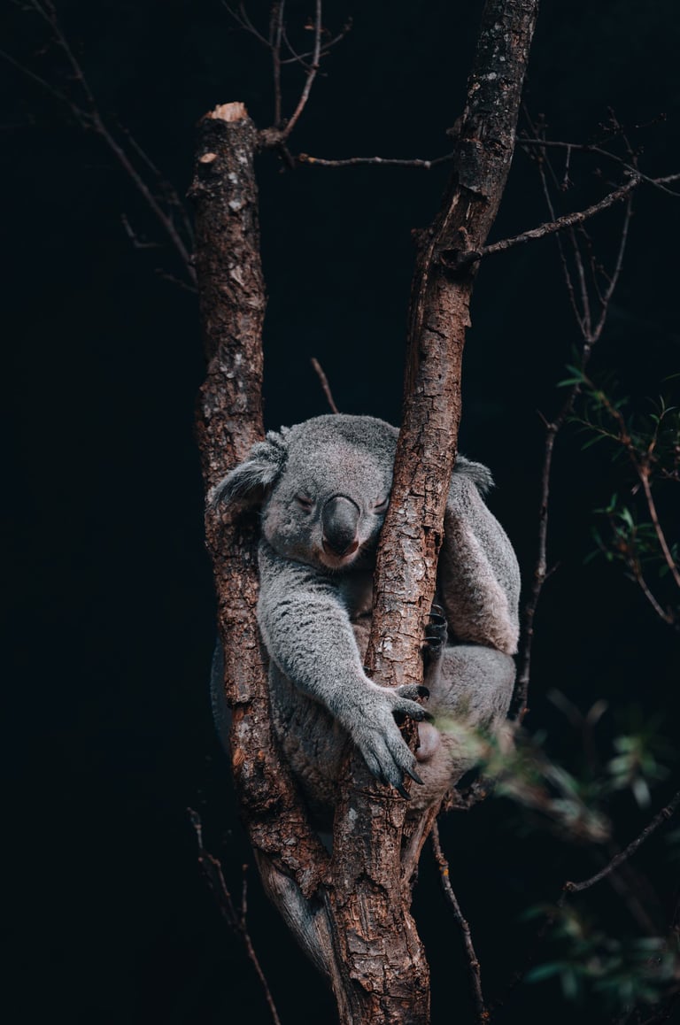 a koala on a tree