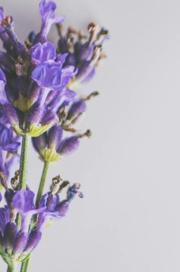 Makroaufnahme von blühenden Lavendelblüten mit violetten Blütenblättern und grünen Stielen.