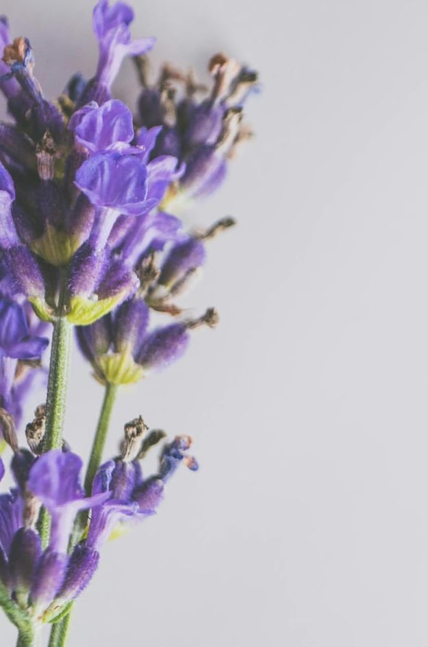 Makroaufnahme von blühenden Lavendelblüten mit violetten Blütenblättern und grünen Stielen.