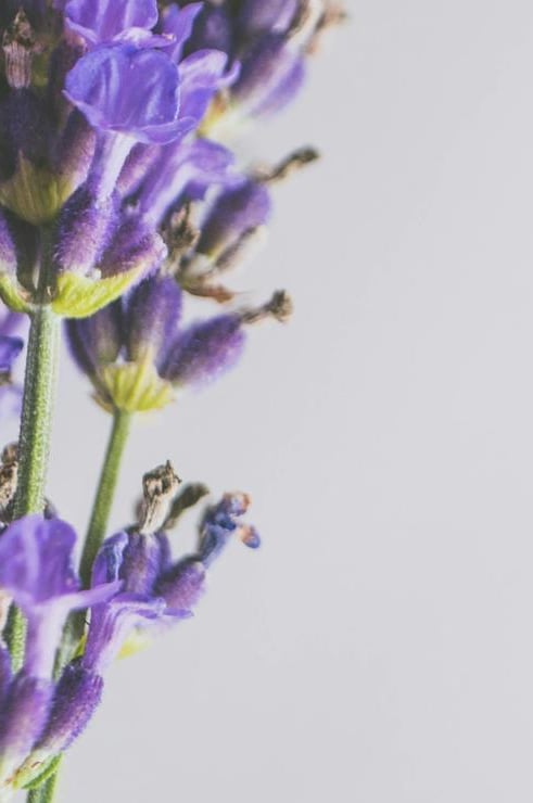 Close-up of blooming lavender flowers with purple petals and green stems.