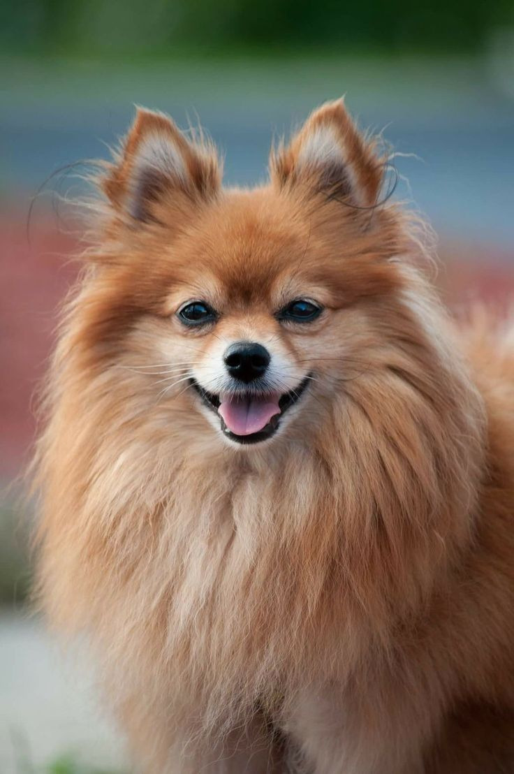 perrito pomerania buenos aires