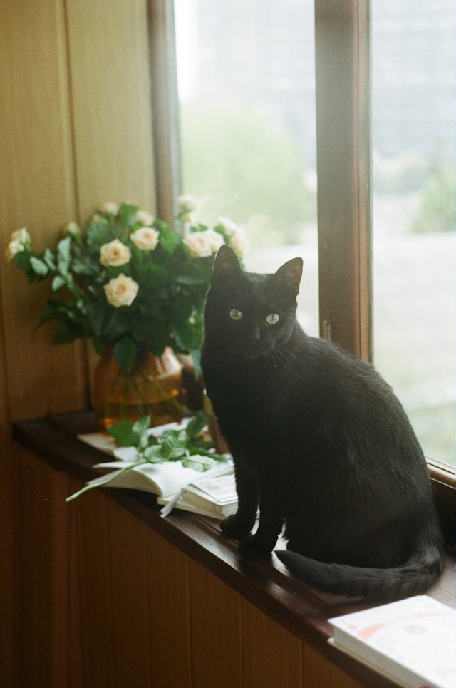 Gato negro sentado en una repisa cerca de una ventana con un libro a un lado