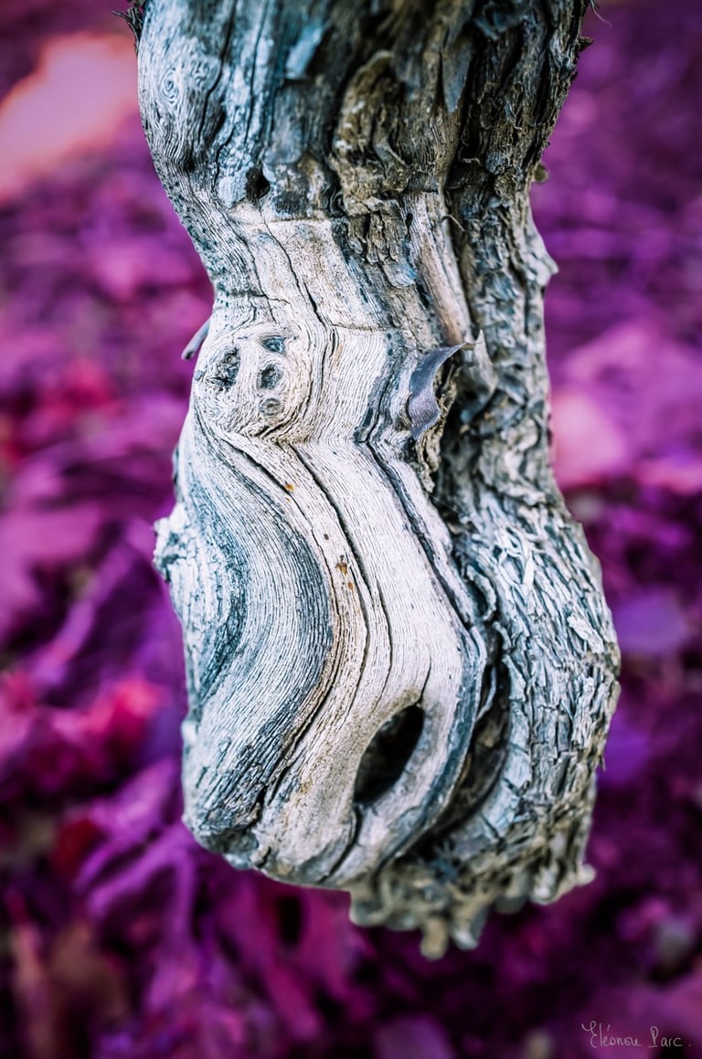 Photographie de vigne – tronc noueux blanc, texture organique et insolite.