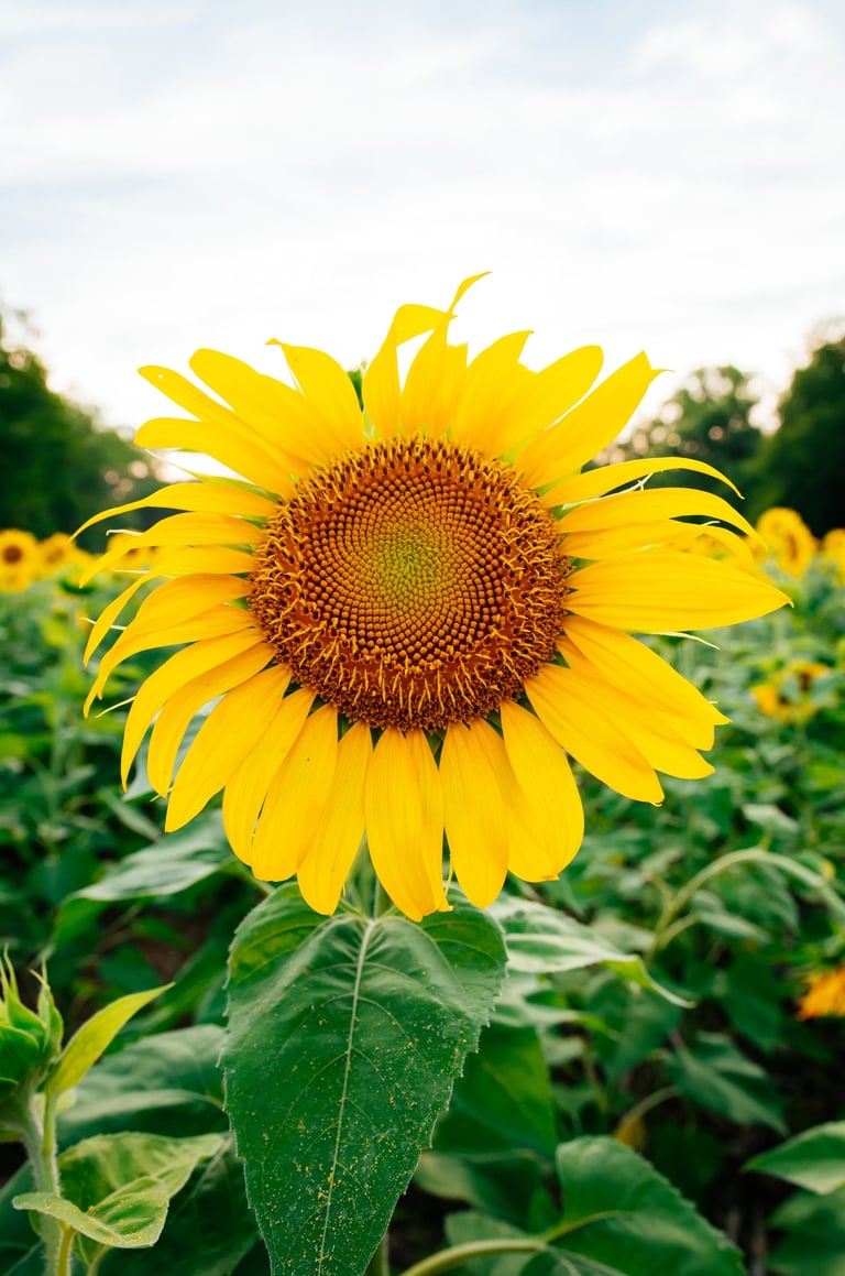 a large bright sunflower in a field of sunflowers