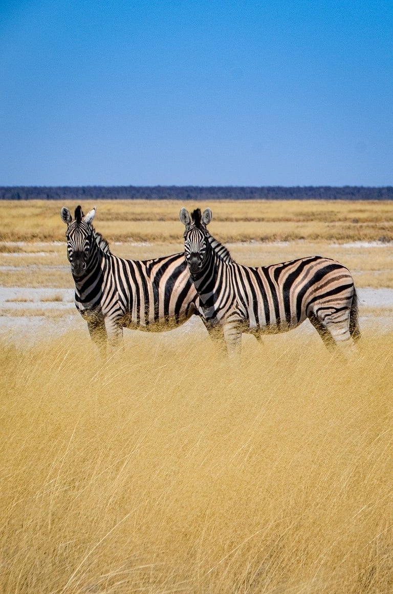 elopement on a safari in Africa