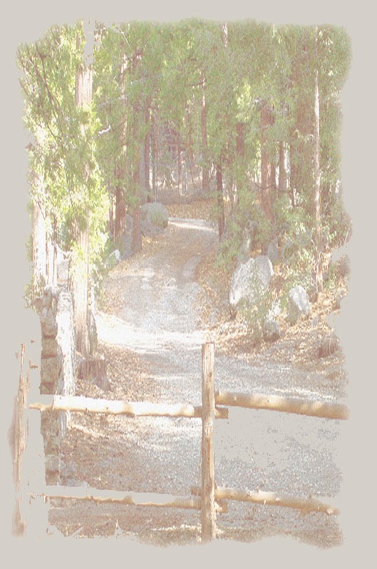 Winding old forest road with vintage stonehenge wall and cut tree fencing.