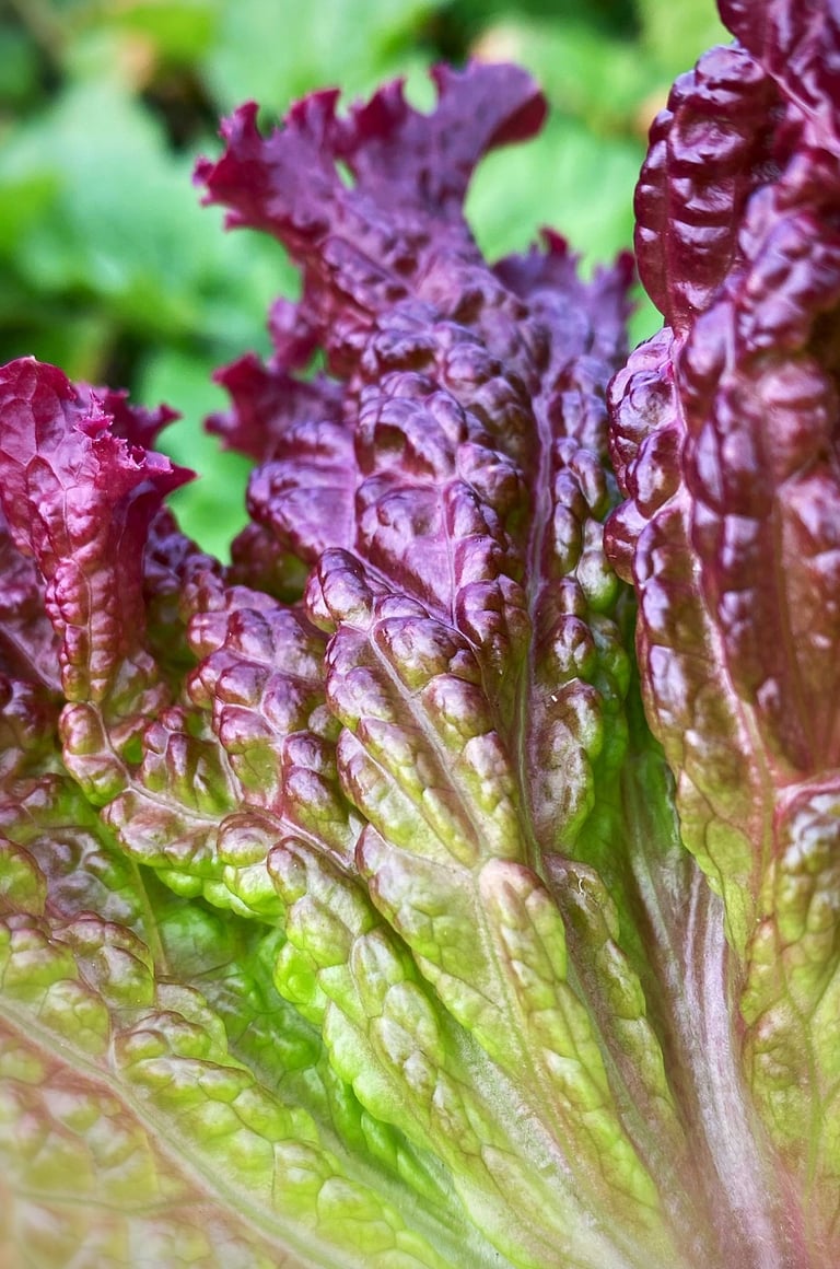 LOLLO ROSSA LETTUCE - Loose, frilly leaves with deep red (anthocyanin) colouring.