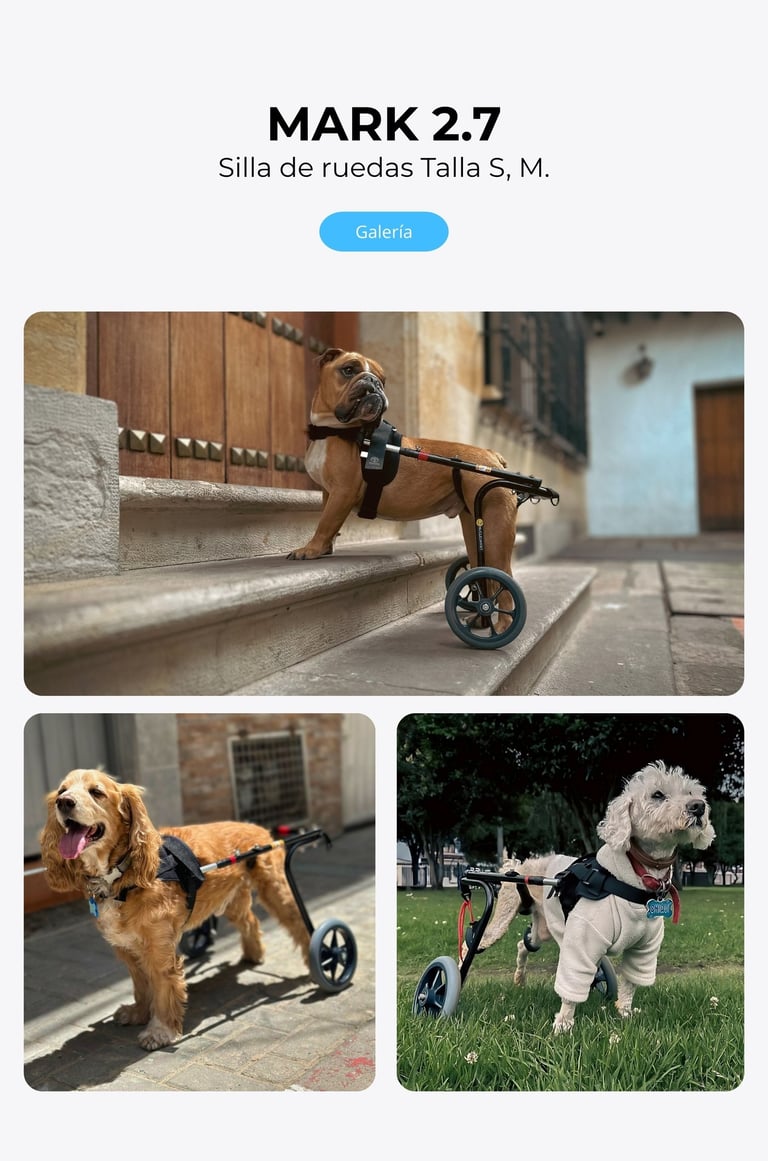 Perro con silla de ruedas ortopédica para perros, NUCLEUMPET Orthopedics en Bogotá Colombia.