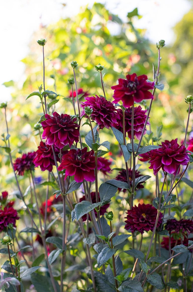 A flower garden