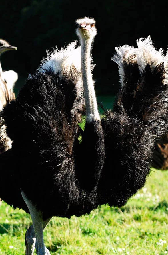 Ty Bayon - Activités pour vos P'tits Loups - La Ferme d’Autruches