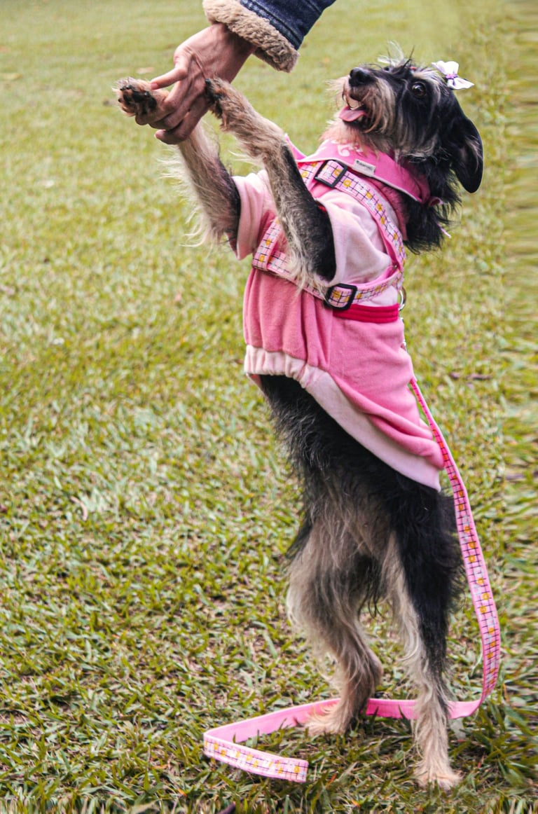 Perrito color negro vestido de rosado con lasito rosa de la mano de una mujer